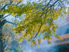 -普陀山风景名胜区-法雨禅寺