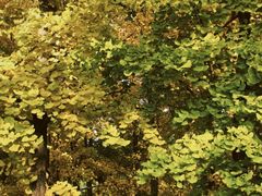 -长白岛森林公园