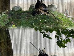 -卧龙中华大熊猫苑神树坪基地