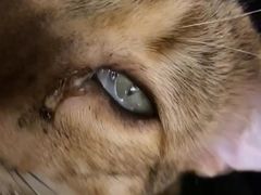 -喜多萌中农锦绣动物医院24H·猫科·牙科MRI·CT