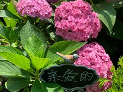 -上海共青森林公园