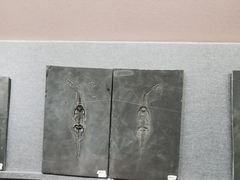 -贵州省地质博物馆