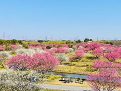 -花开海上生态园