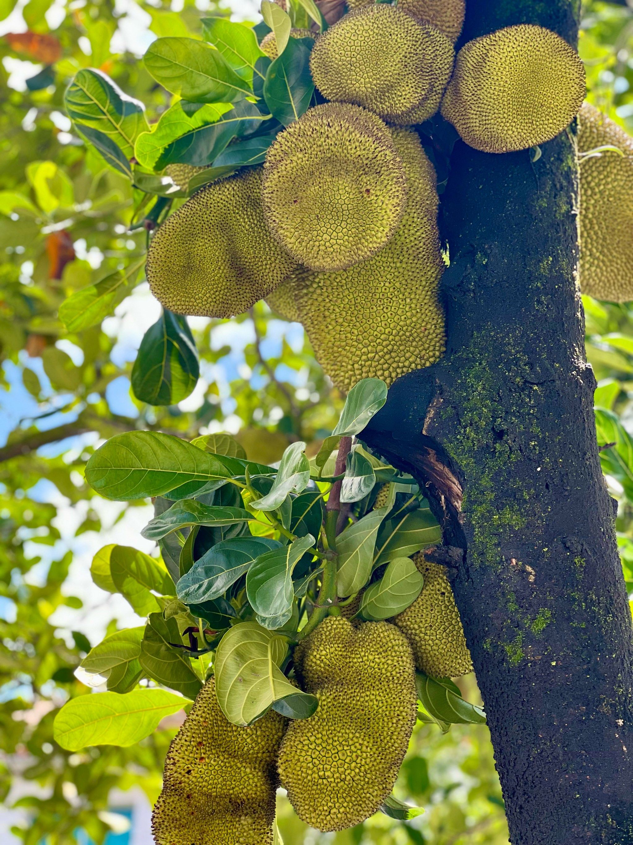 芒市街头的水果们