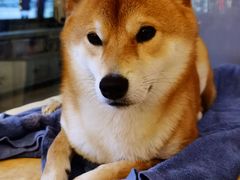 -帕帕拉兹宠物(亚洲旗舰店)