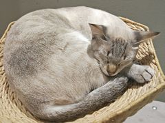 -藏猫猫咖啡主题馆(中央大道店)