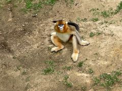 -西霞口神雕山野生动物世界