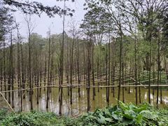 -番禺大夫山森林公园
