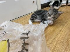 -小猫来了·猫舍(红山六九七九店)