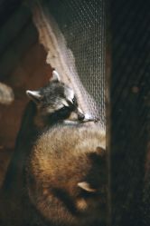 -酷嗒动物文化乐园(cutezoo西溪乐天城店)