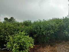 -东山风景区(洞庭东山)