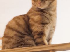 -滚猫咖啡·猫咖·猫友好撸猫(未来城店)