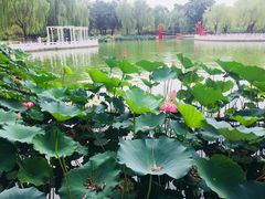 -丰台花园