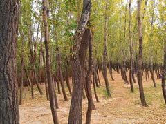 -野鸭湖国家湿地公园