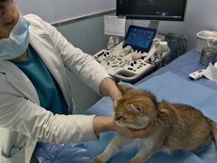 -纳吉亚猫专科动物诊疗中心(蒋宅口分院)