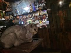 -壹六猫窝(谷德店)