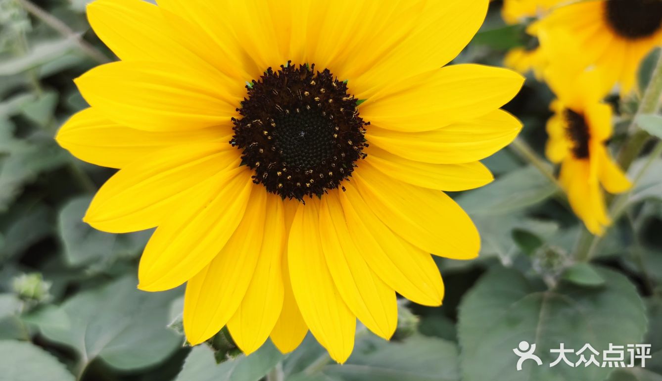 周末绝美出游地～🌻