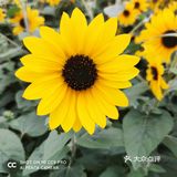 周末绝美出游地～🌻