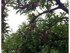 iphone_upload_pic-古韵山庄