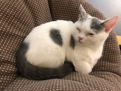 -Heymao猫咖.咖啡厅(东门店)