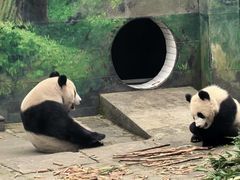 -中国大熊猫保护研究中心雅安碧峰峡基地