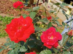 -人民公园(罗湖区)