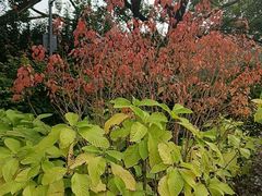 -云溪植物园