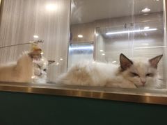 -飞行喵MR PILOT|猫舍·猫咖(静安大融城店)