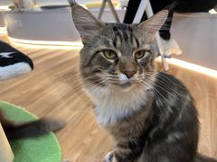 -COLOR PETS 撸猫馆·购猫·猫咖(长风大悦城店)