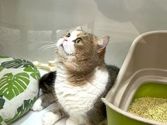 -青奢宠物·青奢猫舍