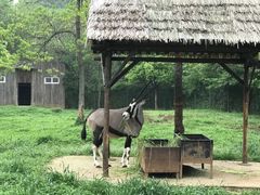 -合肥野生动物园