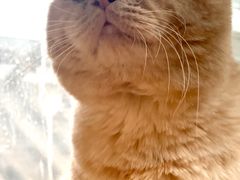 -猫小院猫主题咖啡厅(北锣店)