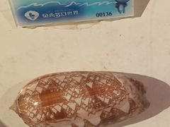-贝壳梦幻世界