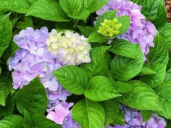 -深圳仙湖植物园