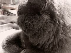 -喵zoo家庭繁育猫舍(尖东智能花园店)