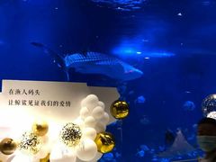 -烟台海昌鲸鲨海洋公园
