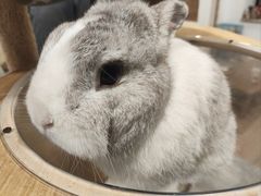 -楼上猫咖(罗湖店)