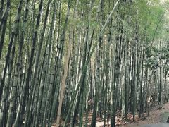 -峙山公园