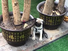 -珍煮丹·黑糖饮品专卖(东城万达店)