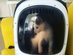 -宠爱国际动物医院·消化内科·心肾内科·ISFM猫友好(望京店)
