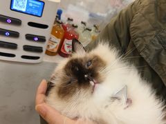 -共舞时光猫咖·狗咖(新街口店)