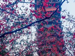 -塔子山公园