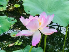 -陈家山荷花公园