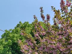 -阳澄湖半岛旅游度假区