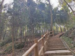 -上海佘山国家森林公园天马山园