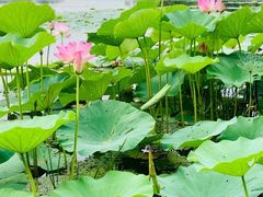 -丁香湖公园