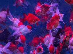 -青石桥花鸟鱼虫市场(叠翠城店)