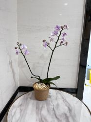-雍禾植发