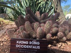 -芽庄珍珠岛游乐园