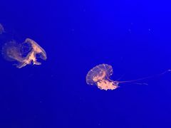 -江和美海洋公园
